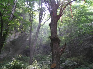 Lush Forest - Wudang Mountain