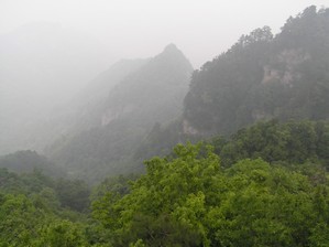 Misty Forest Views - Wudang Mountain